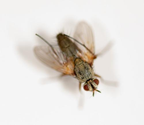 Solieria pacifica